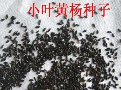 黃楊種子